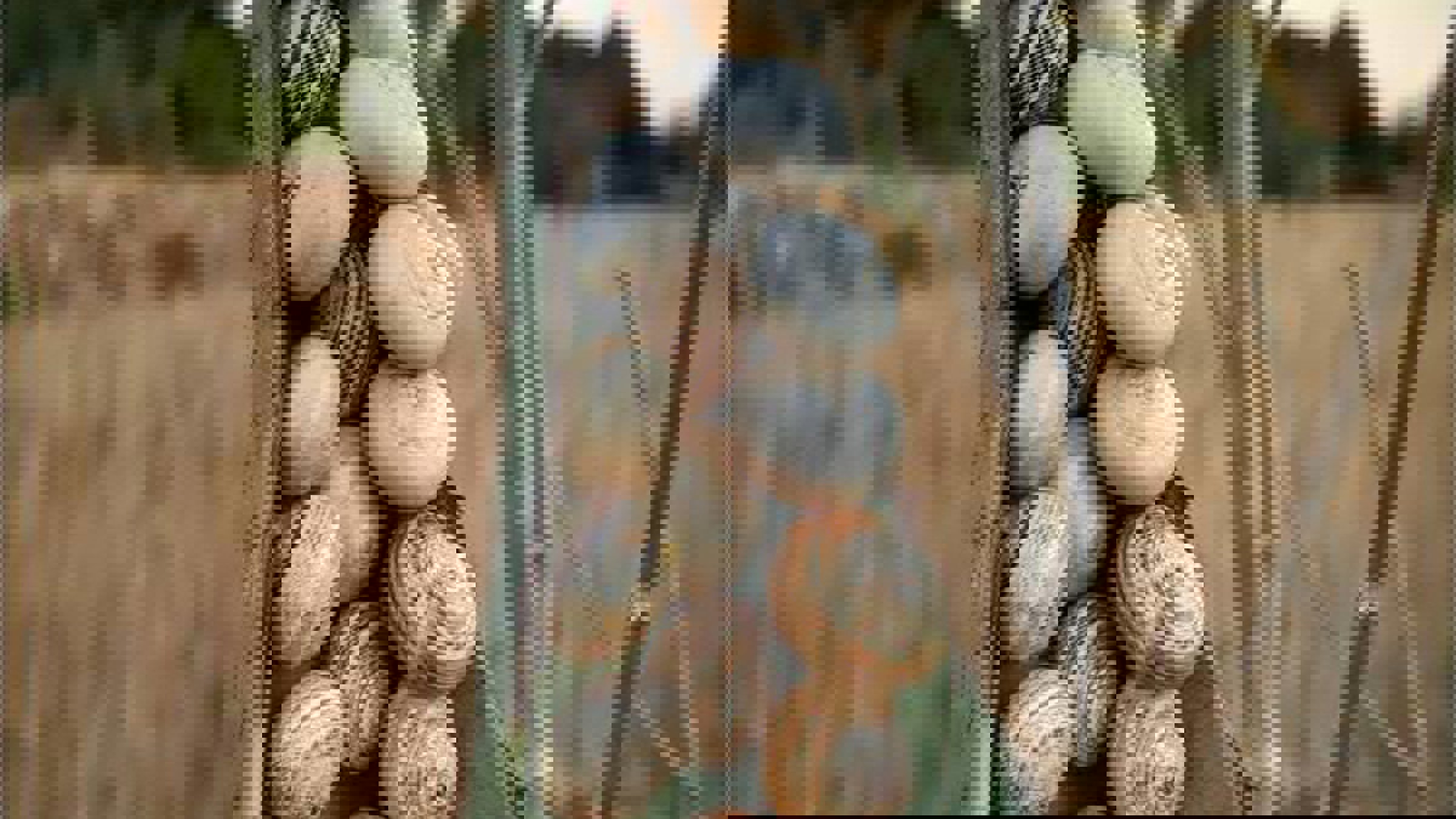 13912374_10154456341026214_6339023568389483865_n