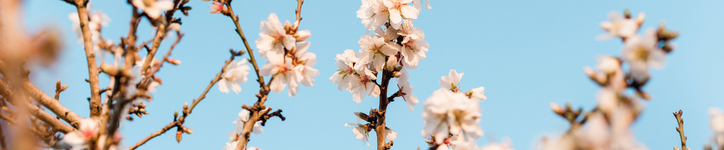 Postcards from Ibiza: Santa Ines